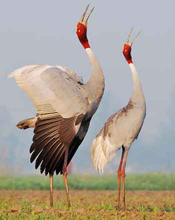 asian_adventures_conservation_goal_for asian_elephant_corridors_wildlife_holidays_in_india_with_us